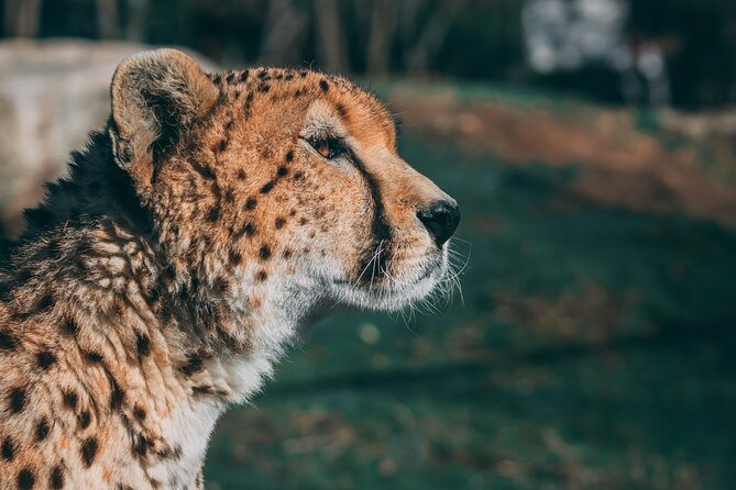 3-Days 2-nights Tanzania Private Budget Camping Safari - Is $1,626 a fair price?
