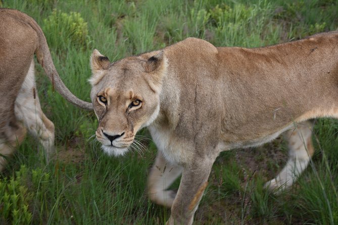 3-Days 2-nights Tanzania Private Budget Camping Safari - The food and camp routine