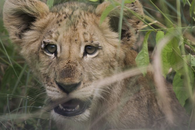 3-Days 2-nights Tanzania Private Budget Camping Safari - What the operator’s wider service record suggests