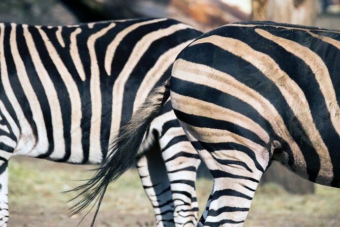 3-Days 2-nights Tanzania Private Budget Camping Safari - Timing, meeting point, and cancellation