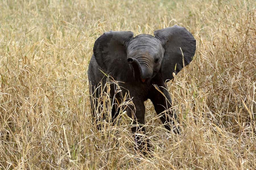 3-days adventure from Dar-es-Salaam to Mikumi National Park - Why Mikumi works well from Dar es Salaam