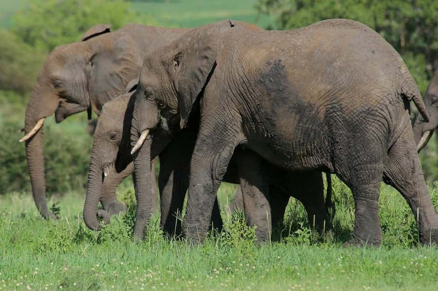 3-days adventure from Dar-es-Salaam to Mikumi National Park - Booking details worth checking