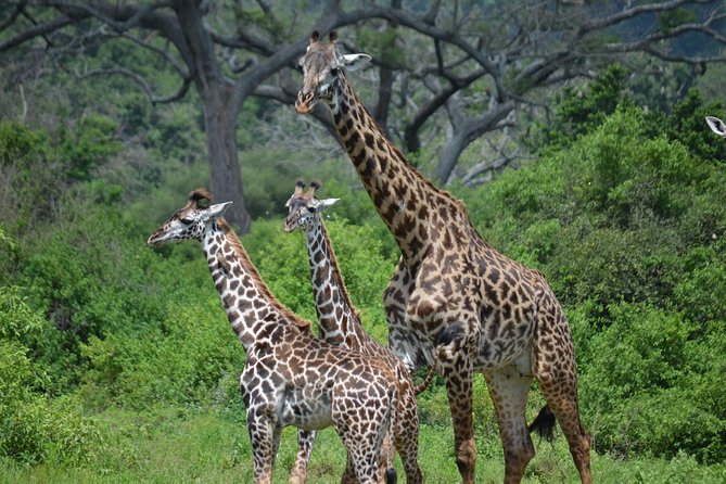 3 Days All Inclusive Zanzibar to Tarangire Ngorongoro - Key points at a glance