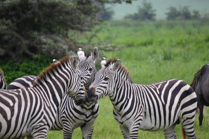 3 Days All Inclusive Zanzibar to Tarangire Ngorongoro - Three parks in three days from Zanzibar