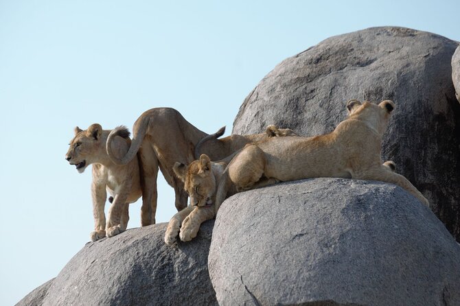3 Days All Inclusive Zanzibar to Tarangire Ngorongoro - The small-group jeep and guide experience