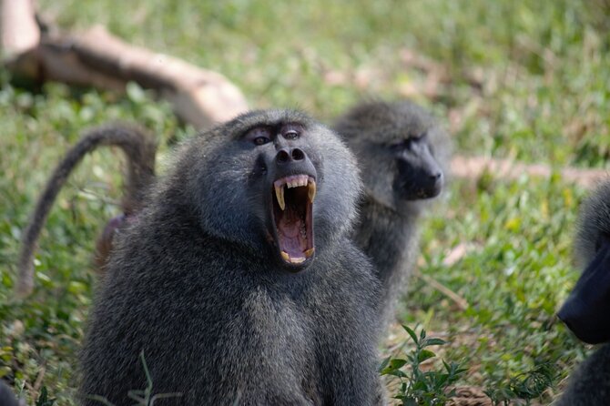 3 Days All Inclusive Zanzibar to Tarangire Ngorongoro - Who should book this safari