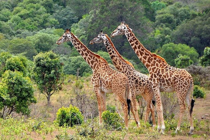 3 Days All Inclusive Zanzibar to Tarangire Ngorongoro - Day one: elephants and baobabs in Tarangire