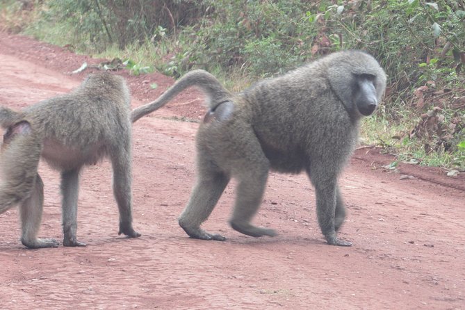 3 Days Amzing Safari in Tarangire and Nngorongoro - Why Tarangire is the right first stop