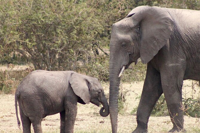 3 Days Amzing Safari in Tarangire and Nngorongoro - What the $708.34 price includes