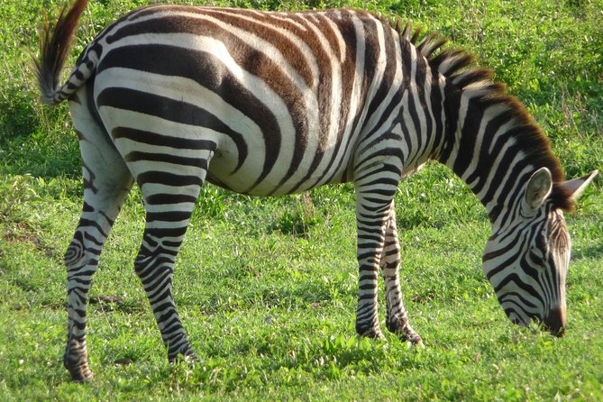 3 Days Amzing Safari in Tarangire and Nngorongoro - Food, accommodation, and family suitability