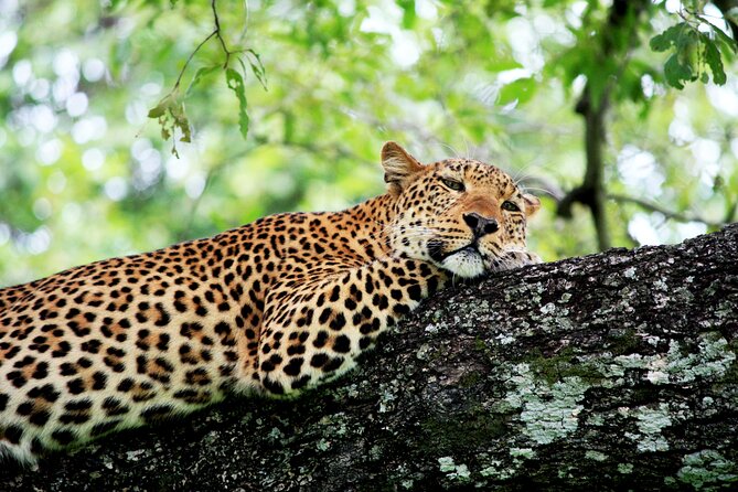 3 Days Amzing Safari in Tarangire and Nngorongoro - Who should book this safari