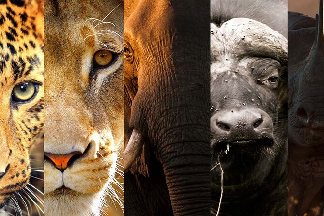 3 Days Big Five Unforgetable Lodging Tanzania Safari - Day two: Ngorongoro Crater’s full wildlife day