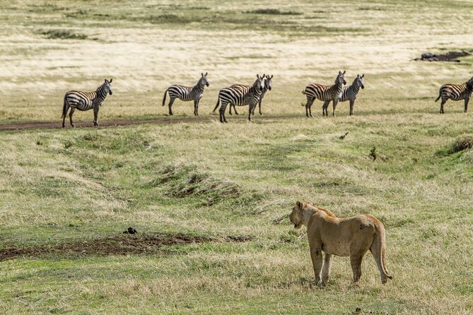 3 Days Big Five Unforgetable Lodging Tanzania Safari - Day three: A short morning at Lake Manyara