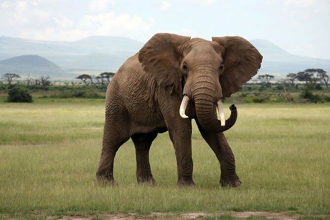 3 Days Big Five Unforgetable Lodging Tanzania Safari - Lodging, meals, and daily comfort