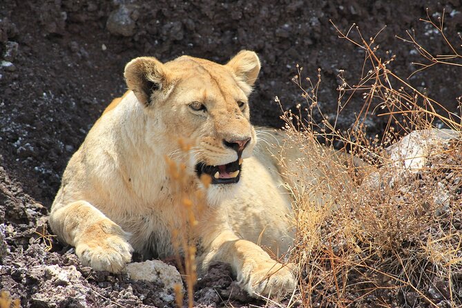 3 Days Big Five Unforgetable Lodging Tanzania Safari - Is $1,015 a fair safari price?