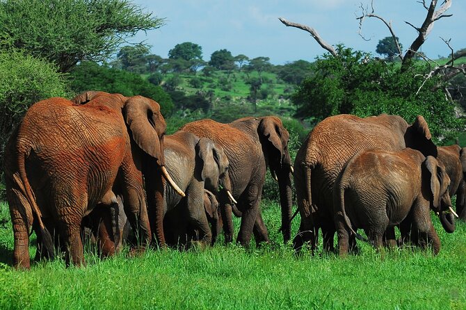 3 Days Big Five Unforgetable Lodging Tanzania Safari - Day one: Arusha to Tarangire National Park