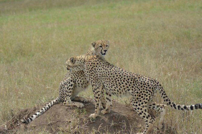 3-Days Budget Lodge Safari - Tarangire, Ngorongoro & Lake Manyara - Why this three-day route works