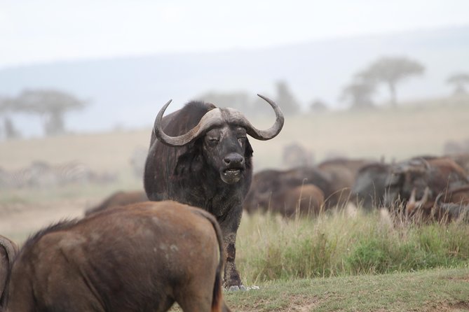 3 Days Camping Safari Tarangire, Lake Manyara and Ngorongoro Crater - Day three: Ngorongoro Crater and the search for rhino