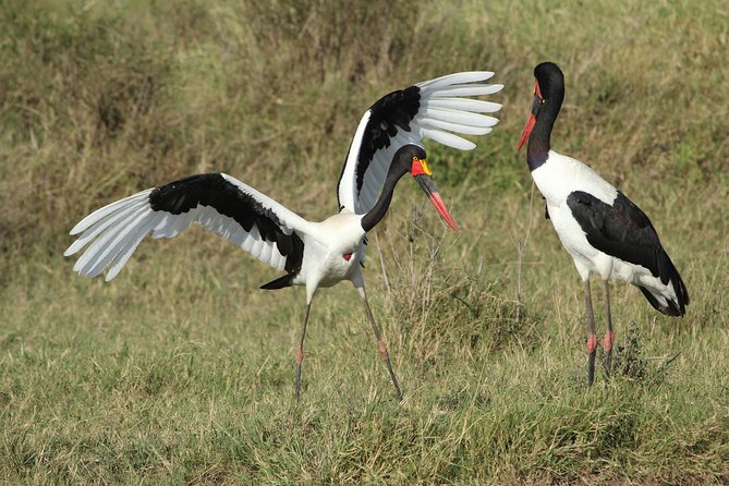 3 Days Camping Safari Tarangire, Lake Manyara and Ngorongoro Crater - What the $780 price covers