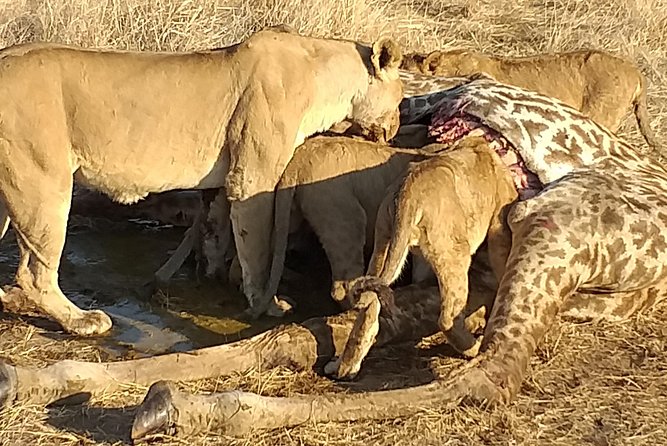 3 Days Explore Selous Game Reserve + Boat safari + bushman walking - Why Selous works well for a three-day safari