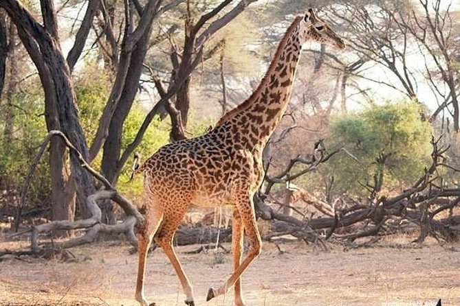 3 Days Explore Selous Game Reserve + Boat safari + bushman walking - Day three and the bush walk