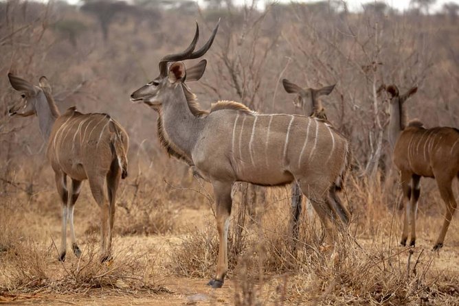 3 Days Explore Selous Game Reserve + Boat safari + bushman walking - The private format and the guide relationship