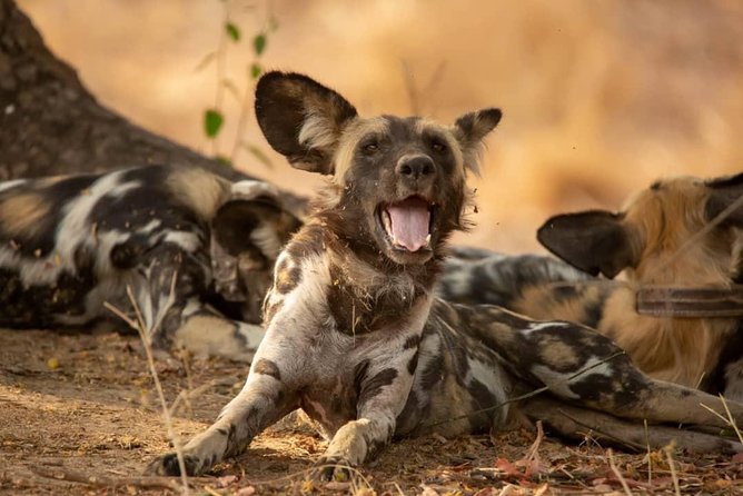 3 Days Explore Selous Game Reserve + Boat safari + bushman walking - Day one on the Rufiji River