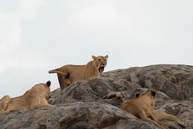3 Days Exploring Serengeti & Ngorongoro Crater from Arusha - Day 1: The long road to Serengeti