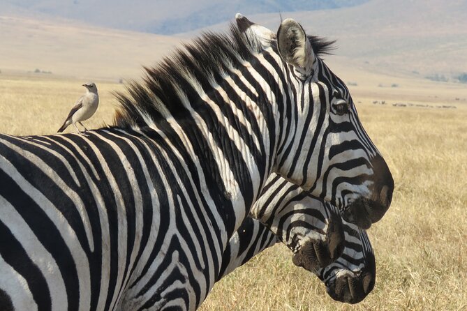 3 Days Exploring Serengeti & Ngorongoro Crater from Arusha - Day 3: Down into Ngorongoro Crater