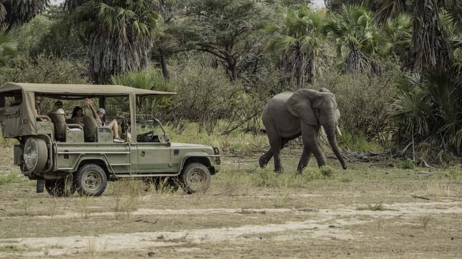 3 Days Flight Package Zanzibar to Nyerere/Selous - A one-and-a-half-hour bush walk