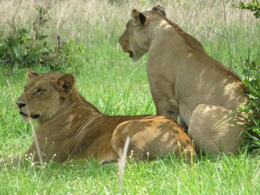 3 Days Flight Package Zanzibar to Nyerere/Selous - Maasai culture before the flight home