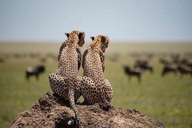 3 days fly in safari - Day 3: Black rhinos in Ngorongoro Crater
