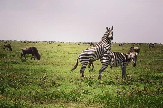 3 days fly in safari - What the lodge and meal plan mean for you