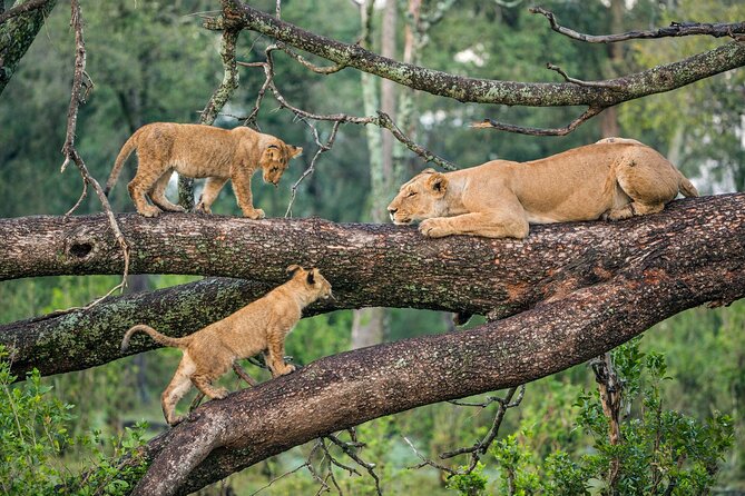 3 Days Group Joining Serengeti and Ngorongoro Safari - Key points at a glance