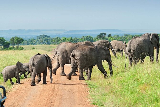 3 Days Group Joining Serengeti and Ngorongoro Safari - Day 2: Serengeti wildlife, then the crater rim