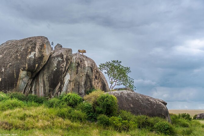 3 Days Group Joining Serengeti and Ngorongoro Safari - Guide quality and communication