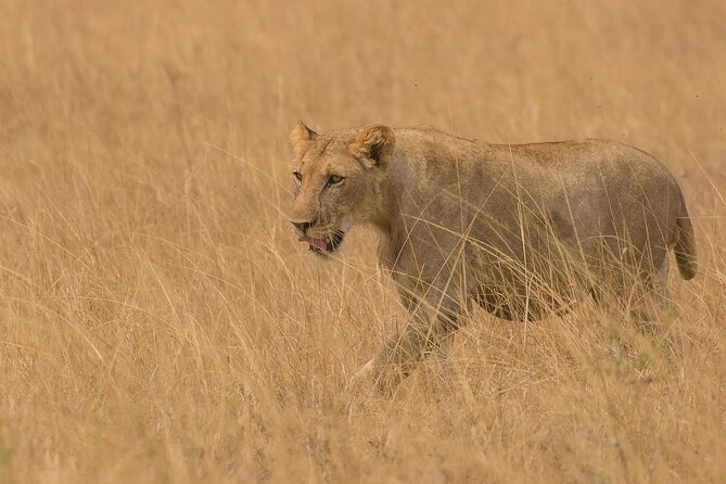 3 Days Group Joining Serengeti and Ngorongoro Safari - Day 1: Six hours toward the endless plains
