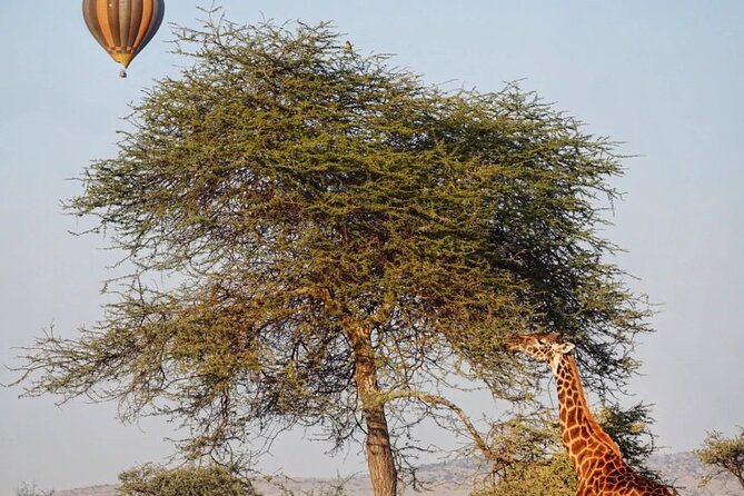 3 Days Group Safari Serengeti & Ngorongoro - Day 1: From Arusha to Seronera