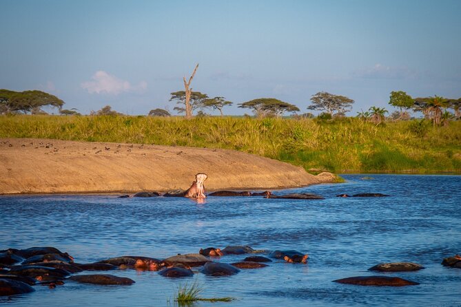 3 Days Group Safari Serengeti & Ngorongoro - Day 3: Ngorongoro Crater before the crowds and heat