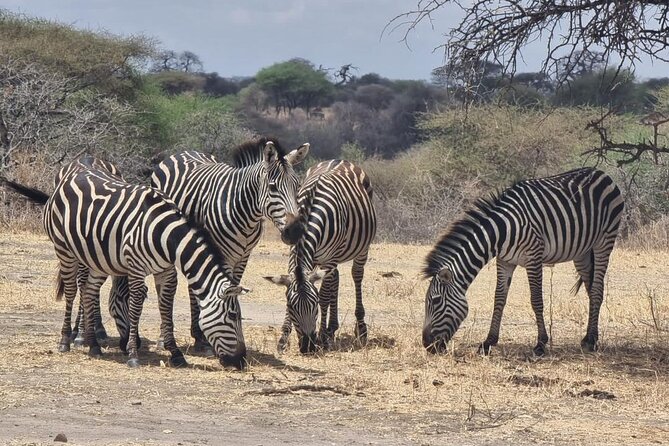 3 Days Group Safari Serengeti & Ngorongoro - What the wildlife viewing is really like