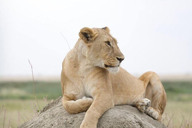 3 Days Group Safari Serengeti & Ngorongoro - Camping, meals, and comfort