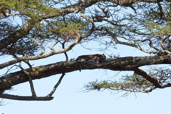 3 Days Lake Manyara, Ngorogoro Crater, Tarangire National Park - Three parks in three days from Arusha