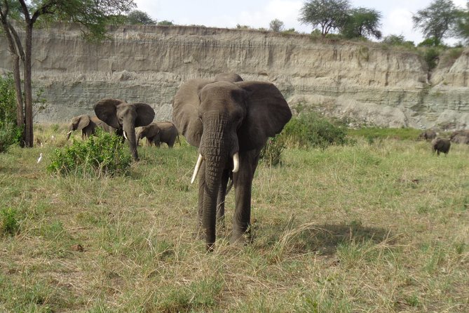 3 Days Lake Manyara, Ngorogoro Crater, Tarangire National Park - Tarangire’s elephants and giant baobabs