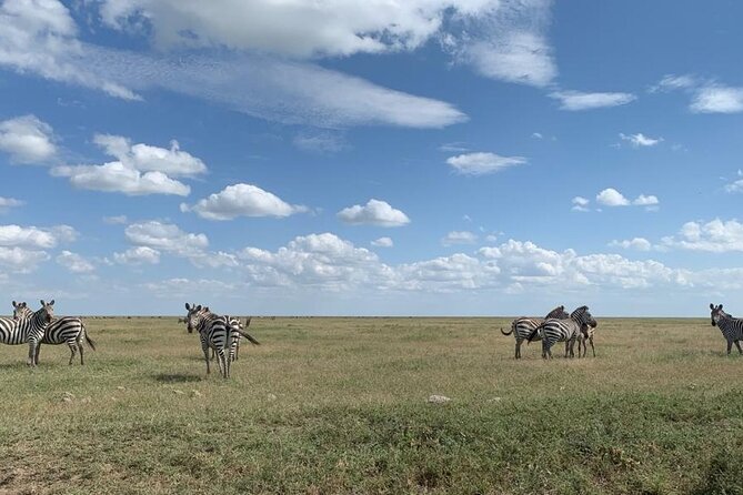 3 Days Lake Manyara, Tarangire, Ngorongoro Crater group (Camping) - Day 2: Ngorongoro Crater is the trip’s main set piece