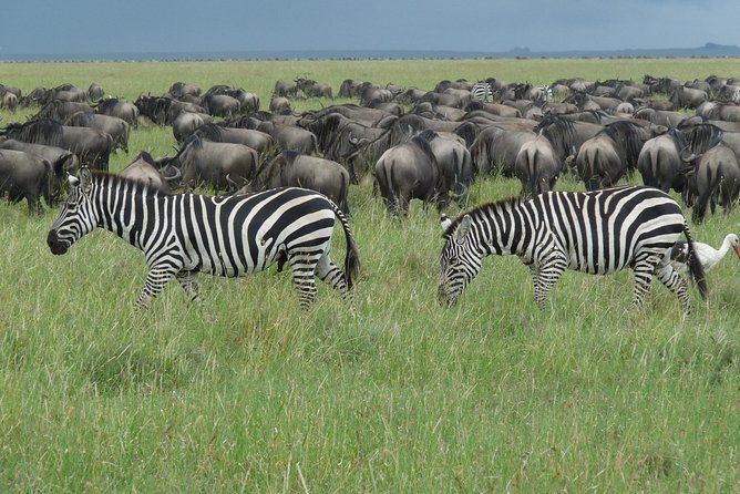 3 Days Lodge Safari - Day 1: elephants, baobabs, and Tarangire River