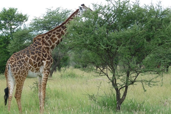 3 Days Lodge Safari - What the private 4x4 changes