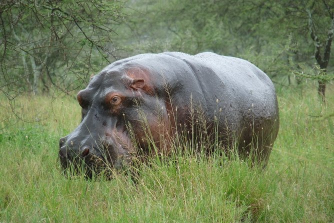 3 Days Lodge Safari - What the $1,374.93 price really covers