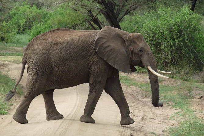 3 Days Lodge Safari - Should you book this Bujo Tours safari?