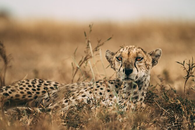 3-Days Lodge Safari in Tarangire, Ngorongoro Crater & Lake Manyara - Tarangire: elephants beneath the baobabs