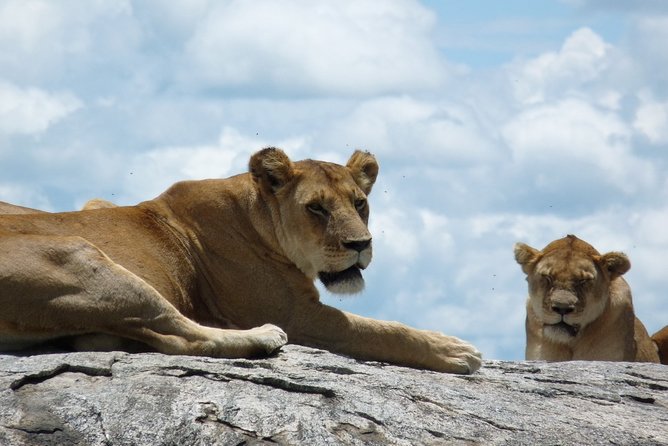 3 Days Lodge Safari - Day 2: the Ngorongoro Crater wildlife bowl